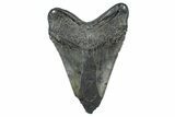 Bargain, Fossil Megalodon Tooth - South Carolina #371771-2
